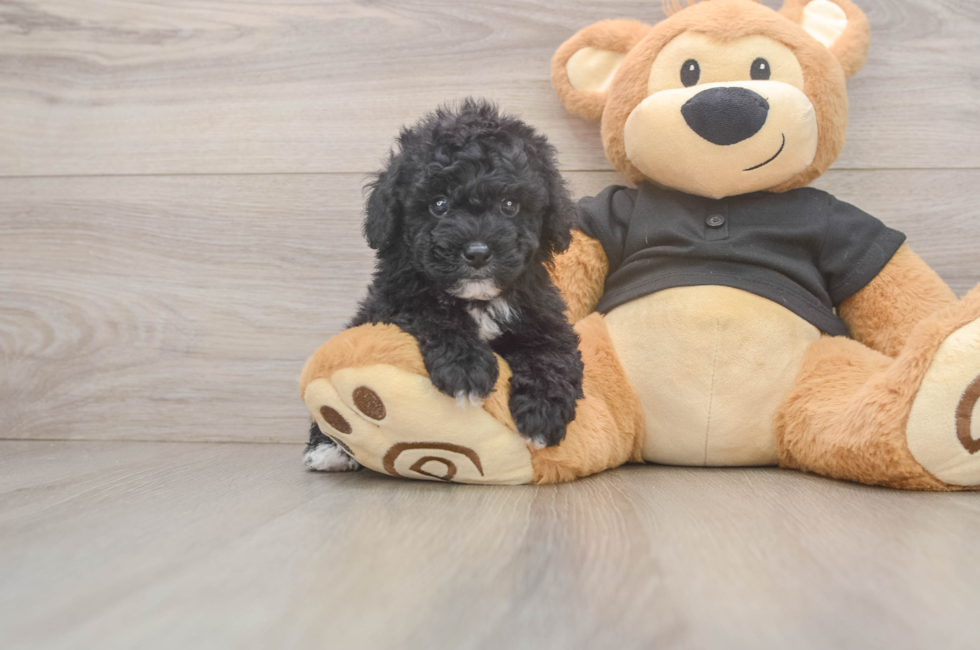 5 week old Poodle Puppy For Sale - Puppy Love PR