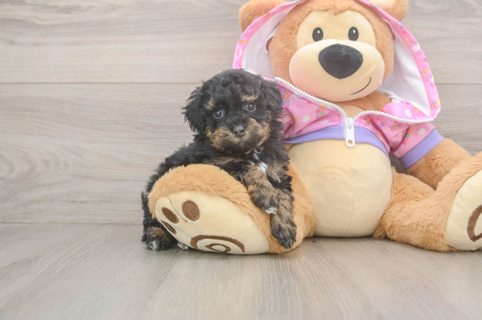 5 week old Poodle Puppy For Sale - Puppy Love PR