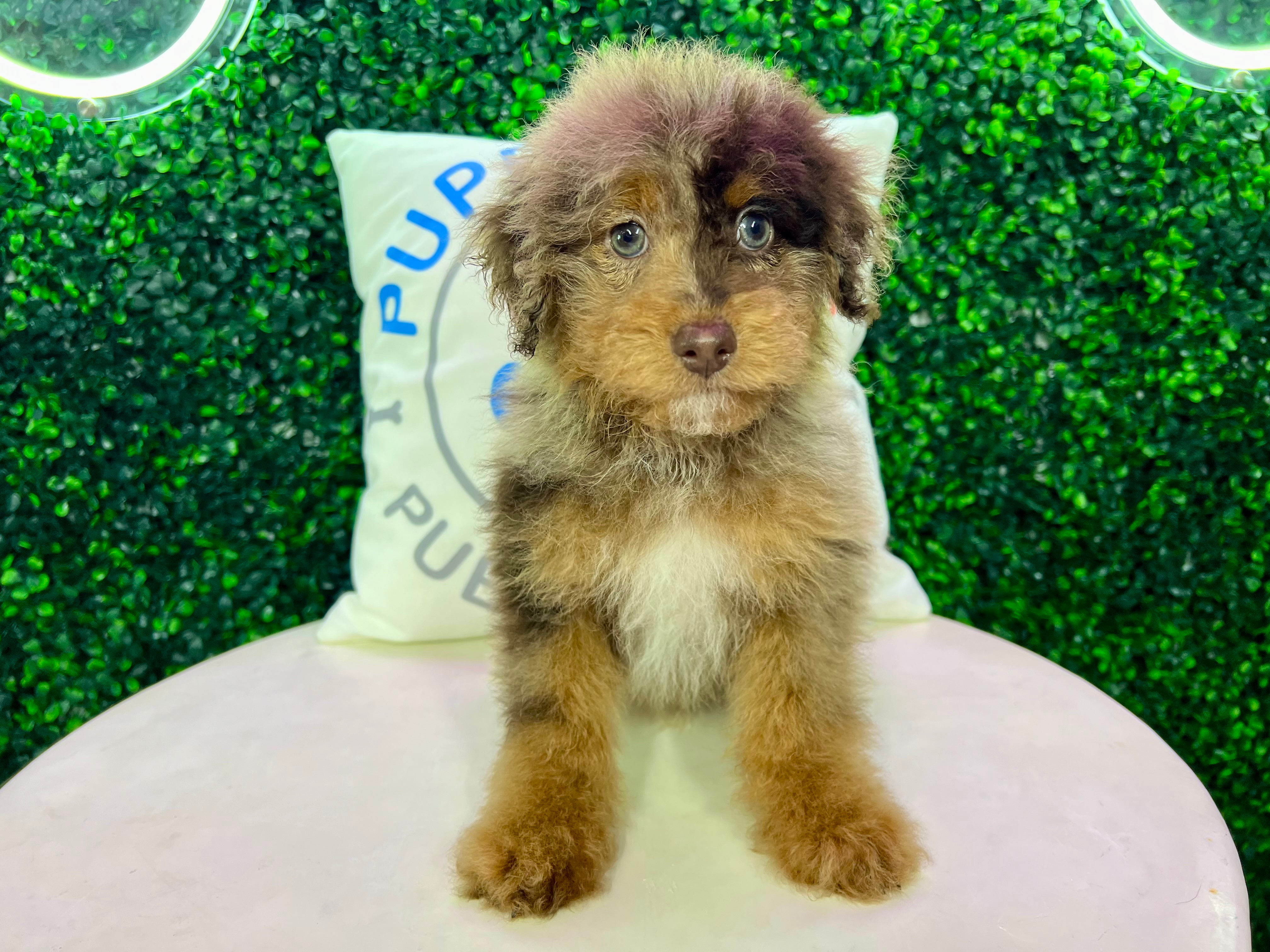 Cute Poodle Purebred Pup