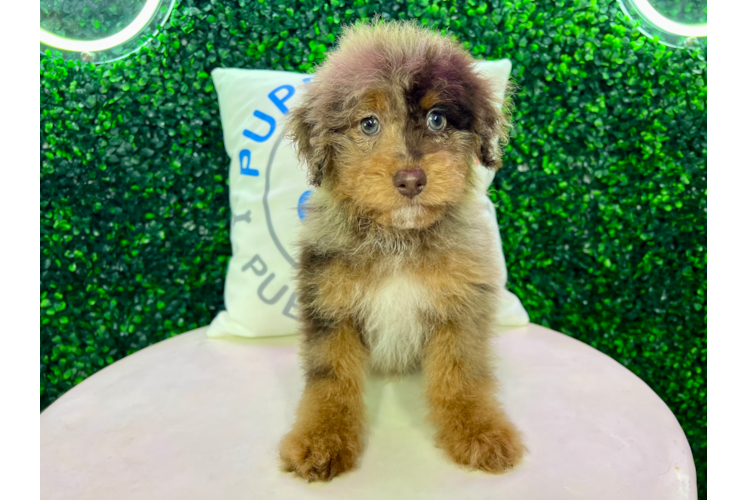 Meet Daxter - our Poodle Puppy Photo 1/4 - Puppy Love PR Cute Poodle Purebred Pup