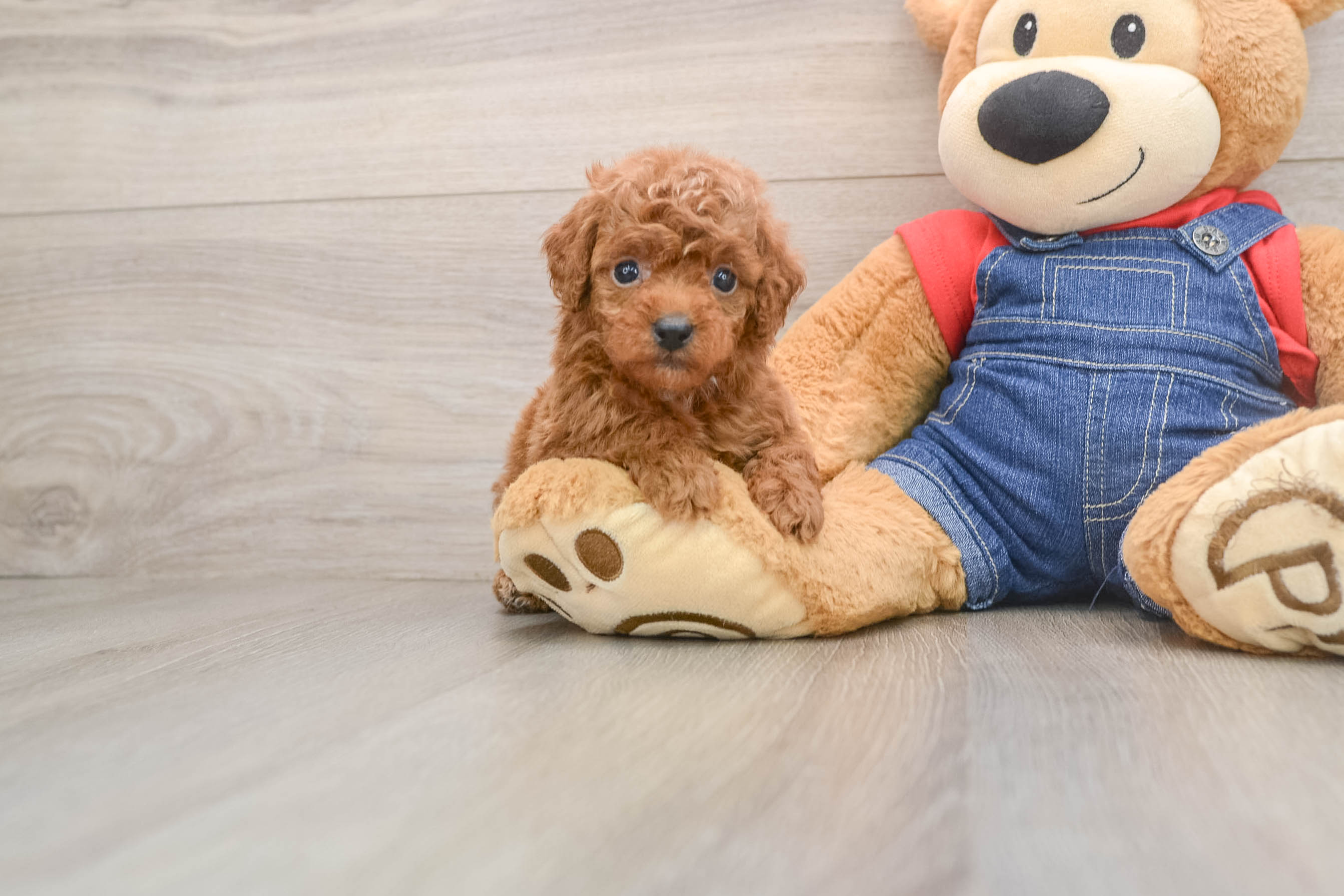 Poodle Puppy for Adoption