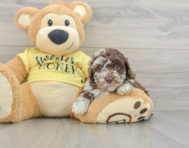 8 week old Poodle Puppy For Sale - Puppy Love PR