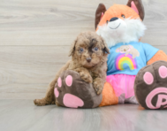 8 week old Poodle Puppy For Sale - Puppy Love PR