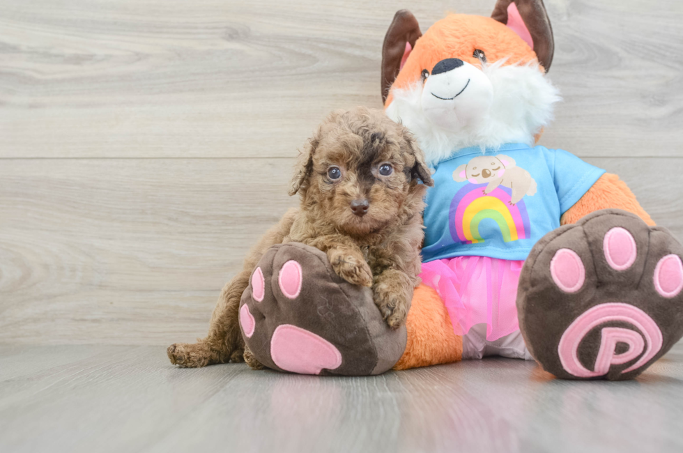 7 week old Poodle Puppy For Sale - Puppy Love PR