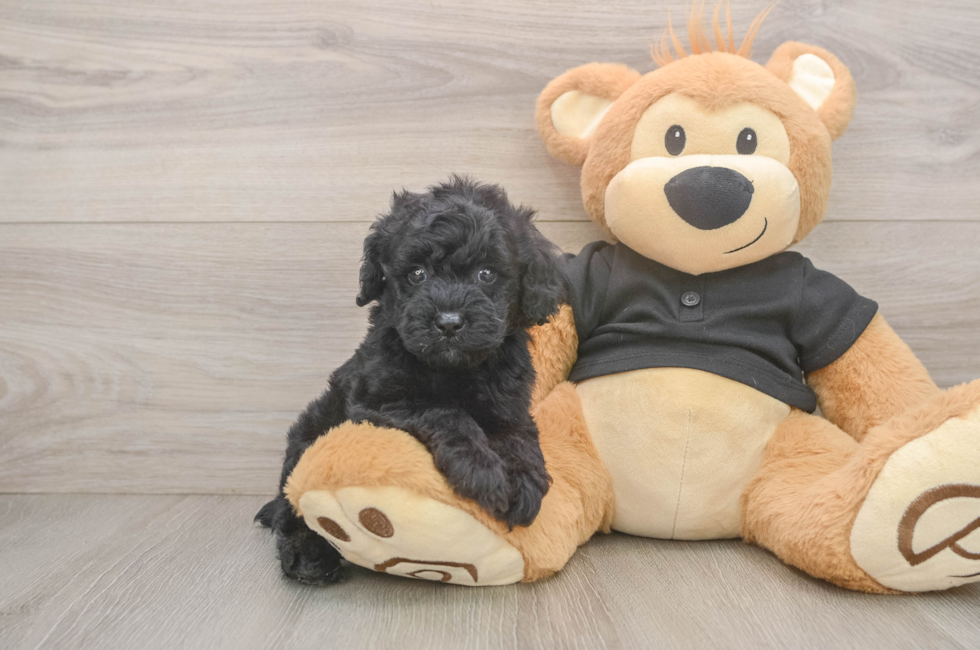 5 week old Poodle Puppy For Sale - Puppy Love PR