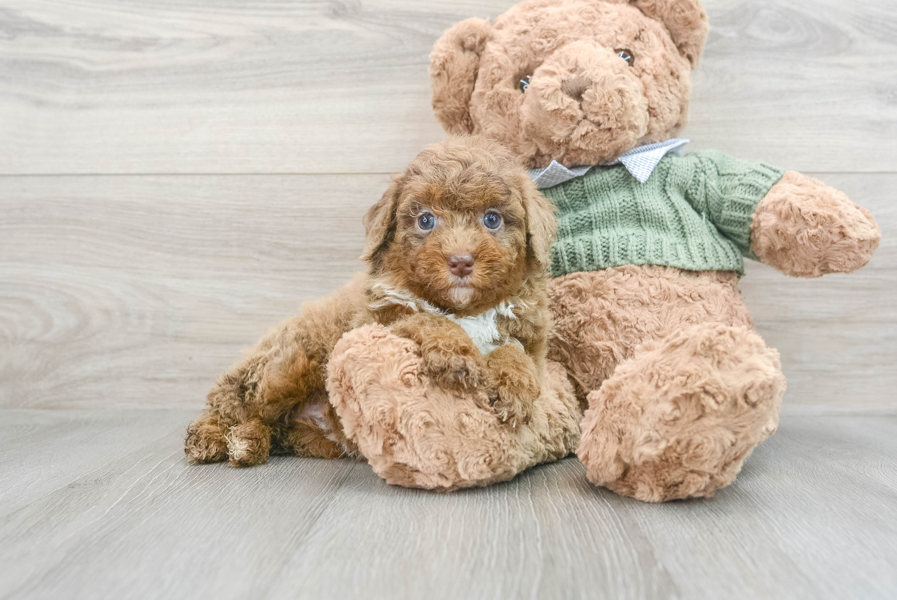 Adorable Pudle Purebred Puppy