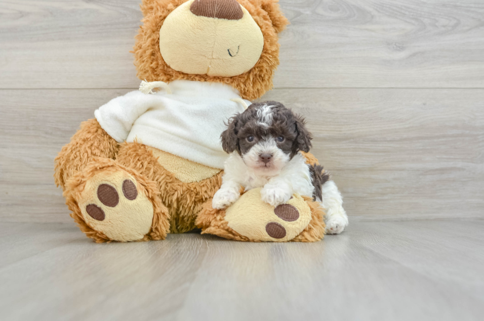 5 week old Poodle Puppy For Sale - Puppy Love PR