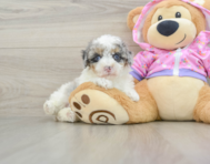 8 week old Poodle Puppy For Sale - Puppy Love PR