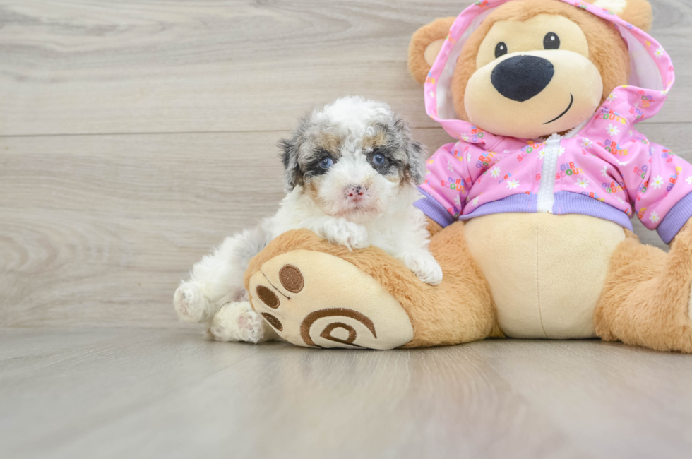 8 week old Poodle Puppy For Sale - Puppy Love PR