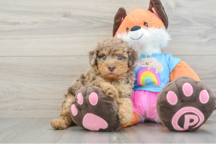 Poodle Puppy for Adoption