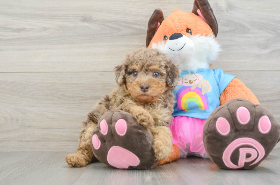 6 week old Poodle Puppy For Sale - Puppy Love PR