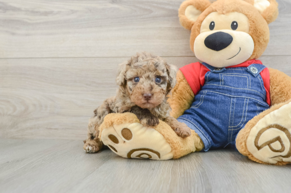 6 week old Poodle Puppy For Sale - Puppy Love PR