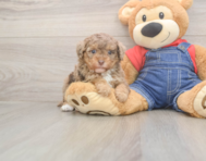 9 week old Poodle Puppy For Sale - Puppy Love PR
