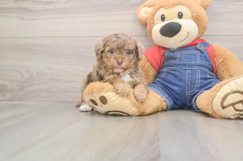 5 week old Poodle Puppy For Sale - Puppy Love PR