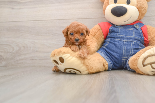 DAZZLE, a Poodle littermate