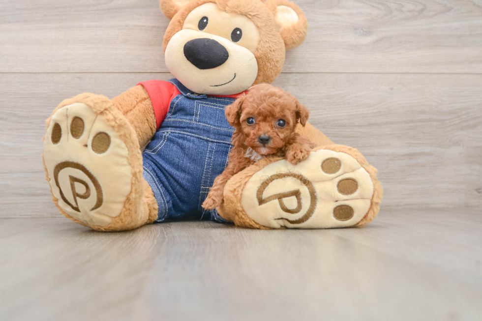 Poodle Pup Being Cute