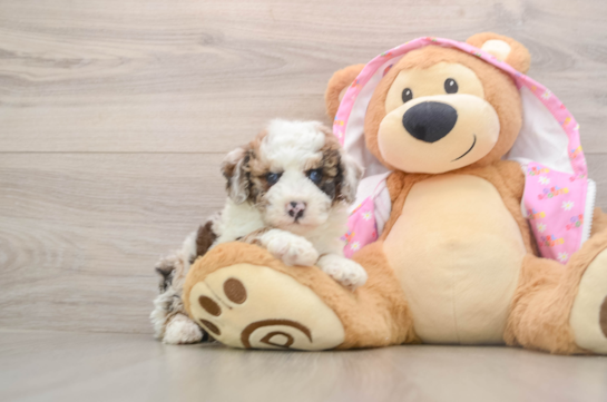 DAZZLE, a Poodle littermate