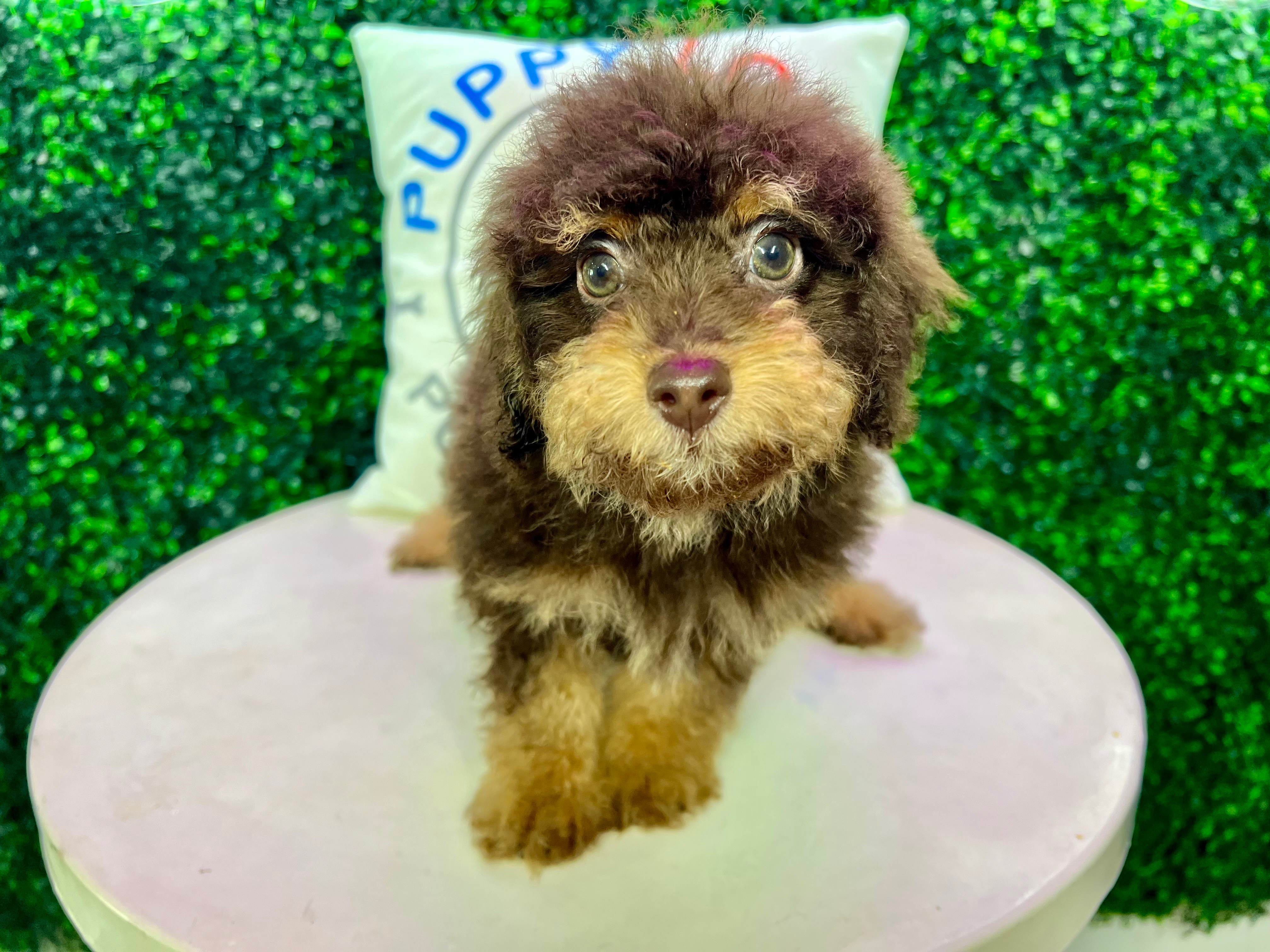 Best Poodle Baby