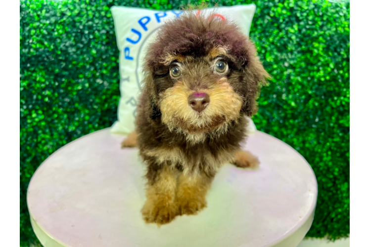 Meet Denzel - our Poodle Puppy Photo 1/4 - Puppy Love PR Best Poodle Baby
