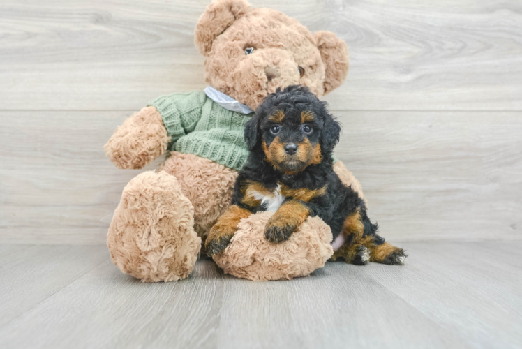 Meet Denzel - our Poodle Puppy Photo 1/3 - Puppy Love PR Playful Poodle Purebred Pup