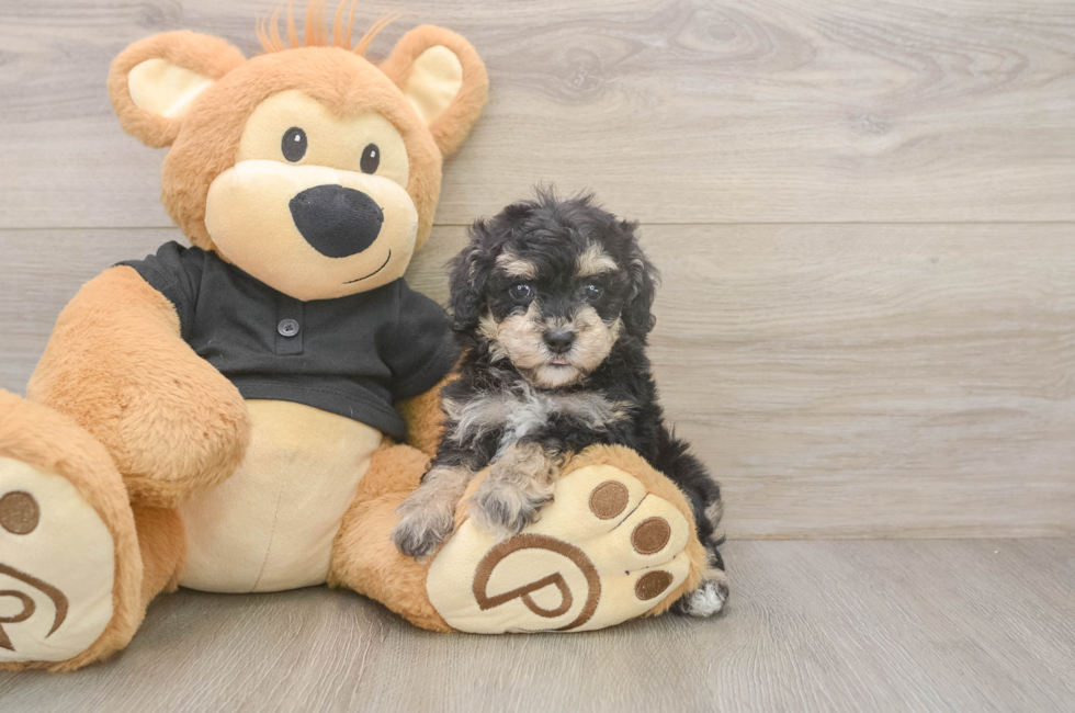 5 week old Poodle Puppy For Sale - Puppy Love PR
