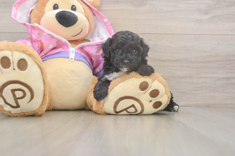 5 week old Poodle Puppy For Sale - Puppy Love PR