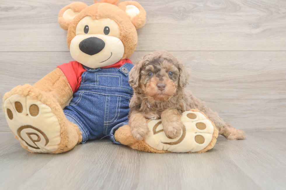 5 week old Poodle Puppy For Sale - Puppy Love PR
