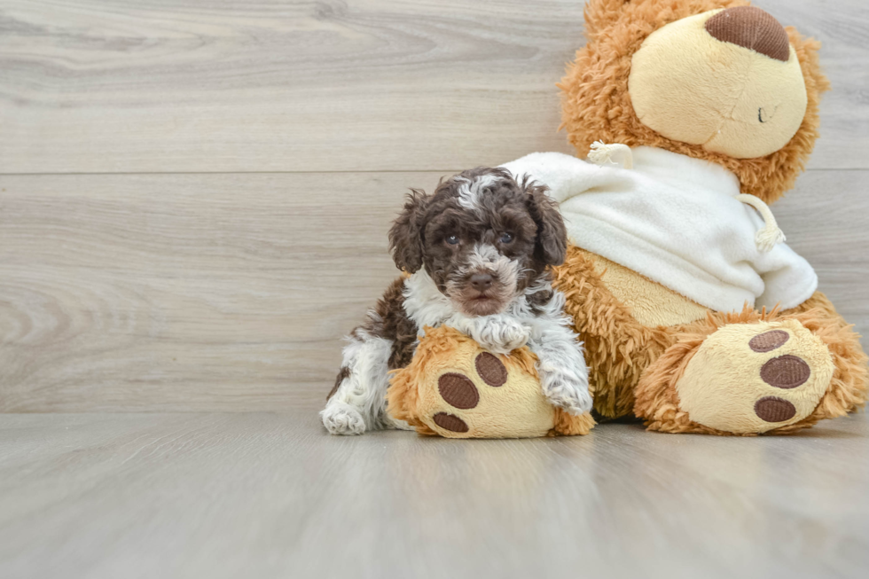 Hypoallergenic Poodle Baby