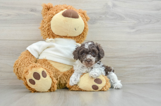 Hypoallergenic Poodle Purebred Pup