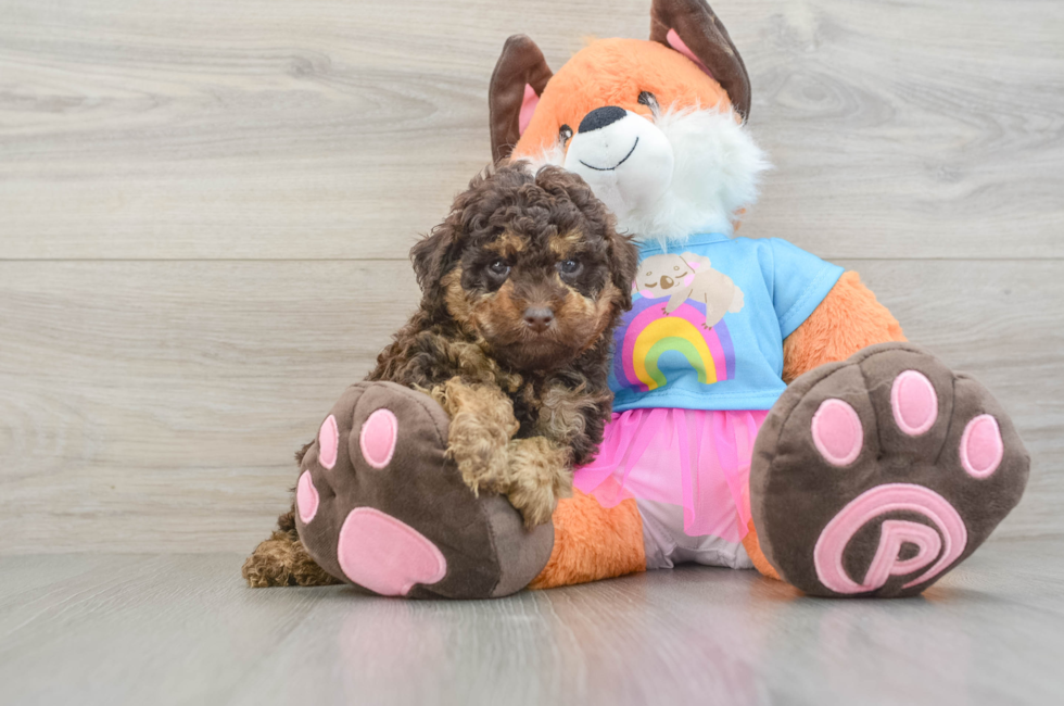 6 week old Poodle Puppy For Sale - Puppy Love PR