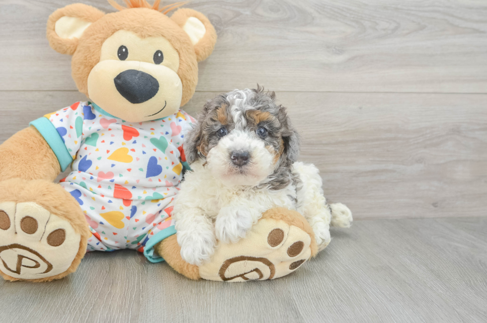 5 week old Poodle Puppy For Sale - Puppy Love PR