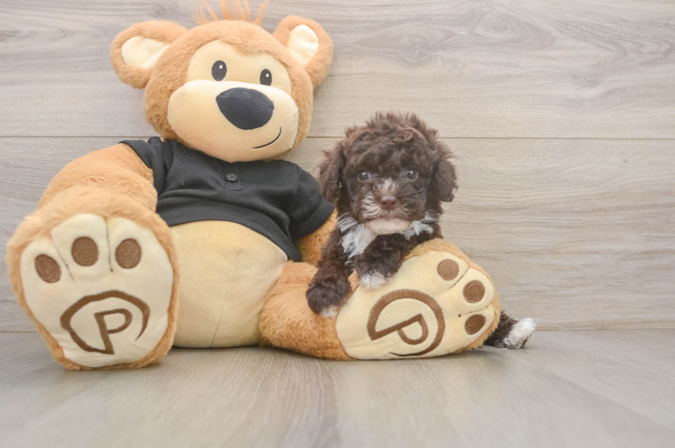 5 week old Poodle Puppy For Sale - Puppy Love PR