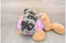 Best Poodle Baby