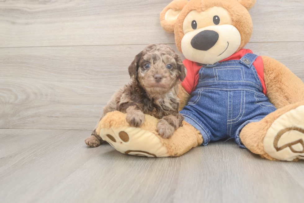 Happy Pudel Purebred Puppy