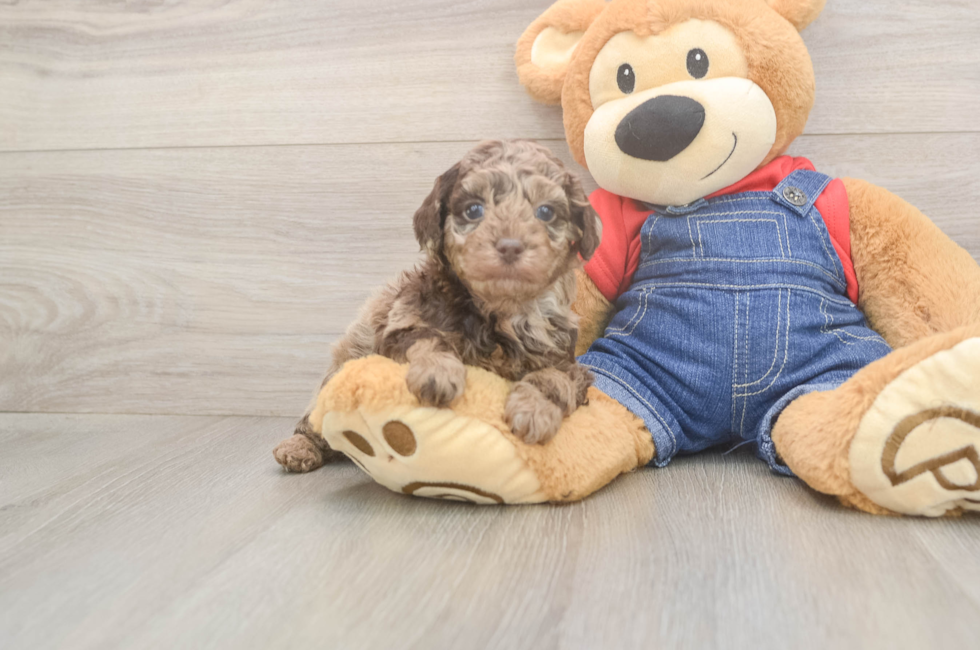 5 week old Poodle Puppy For Sale - Puppy Love PR