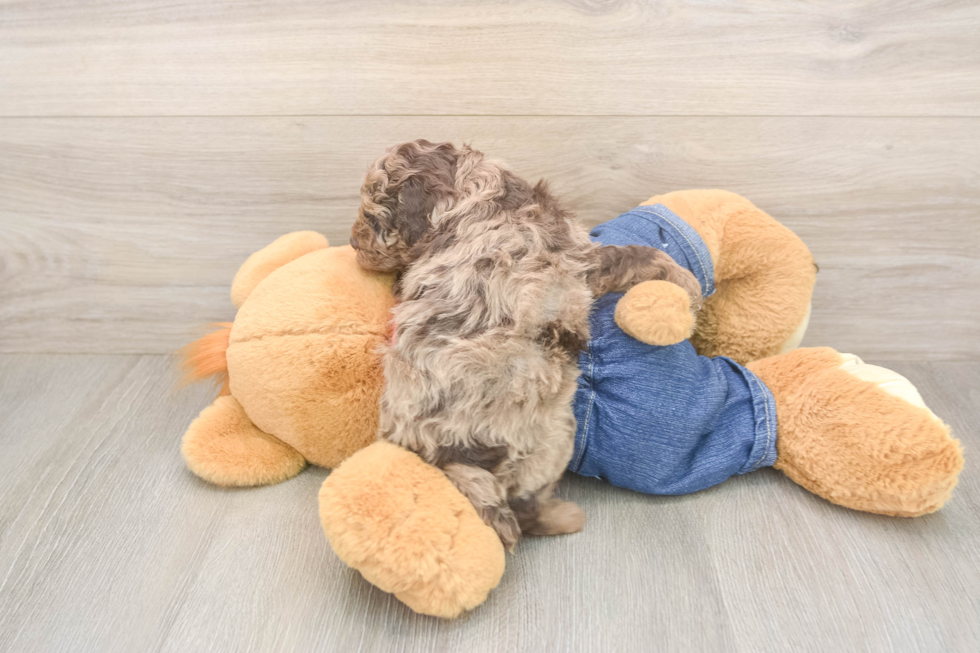 Fluffy Pooodle Purebred Puppy