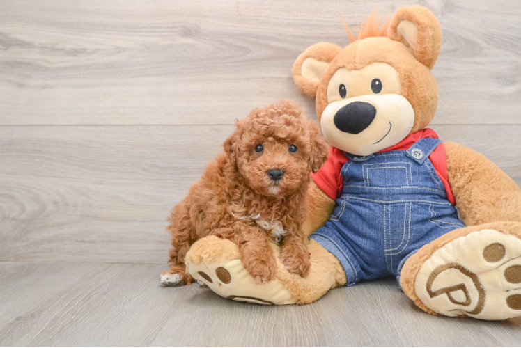 Adorable Pudel Purebred Puppy