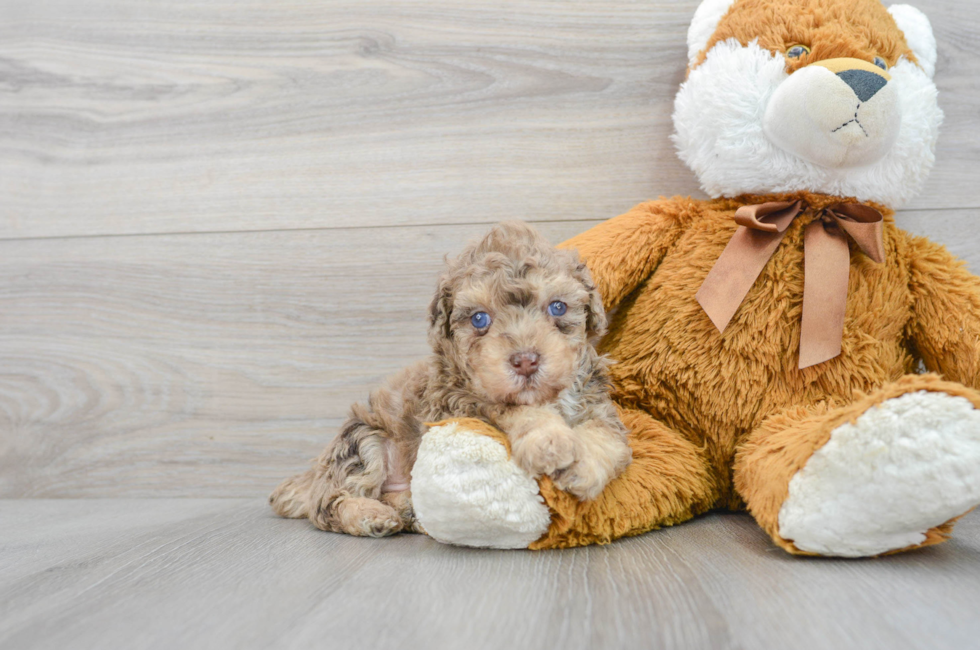 7 week old Poodle Puppy For Sale - Puppy Love PR