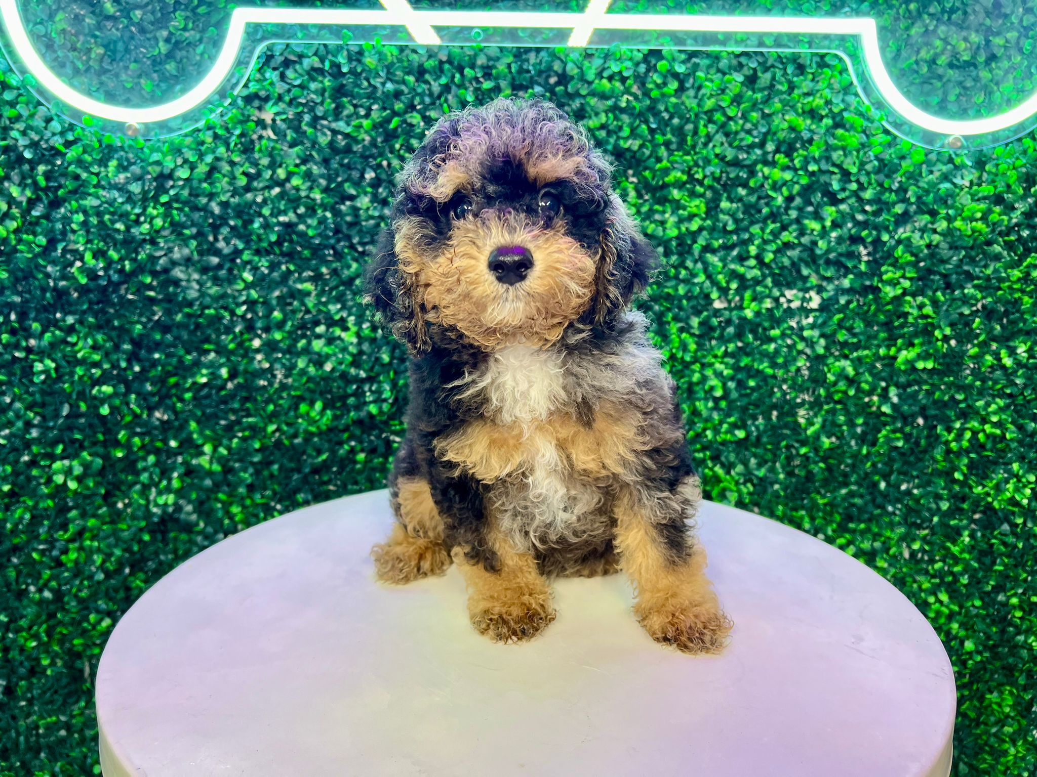 Poodle Puppy for Adoption