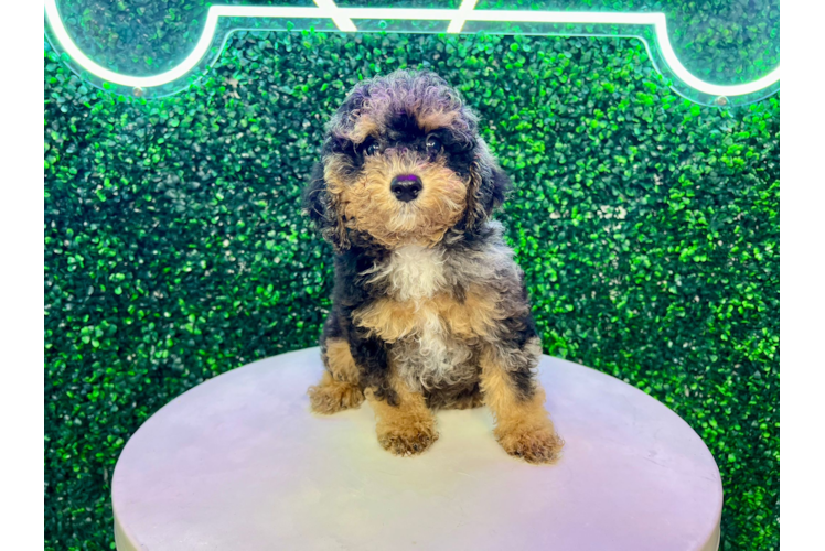 Meet Einstein - our Poodle Puppy Photo 1/4 - Puppy Love PR Poodle Puppy for Adoption