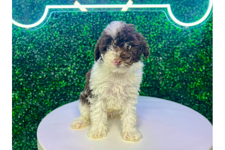 Cute Pudel Purebred Puppy