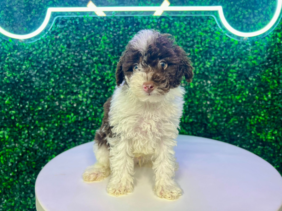 Cute Pudel Purebred Puppy
