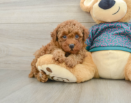 6 week old Poodle Puppy For Sale - Puppy Love PR