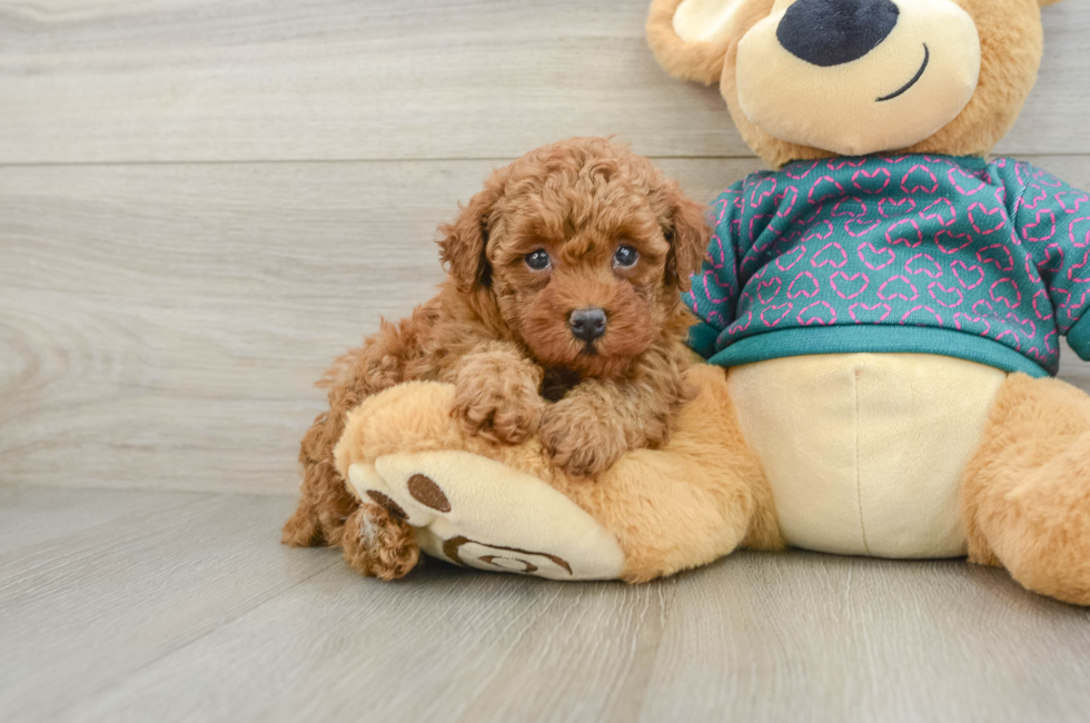 6 week old Poodle Puppy For Sale - Puppy Love PR