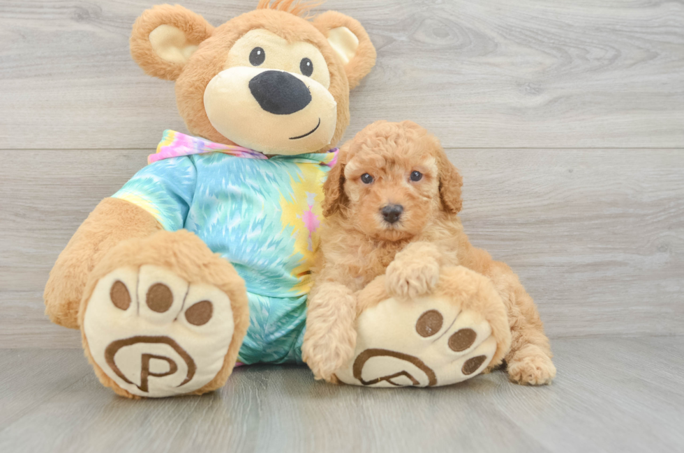 5 week old Poodle Puppy For Sale - Puppy Love PR