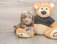 7 week old Poodle Puppy For Sale - Puppy Love PR