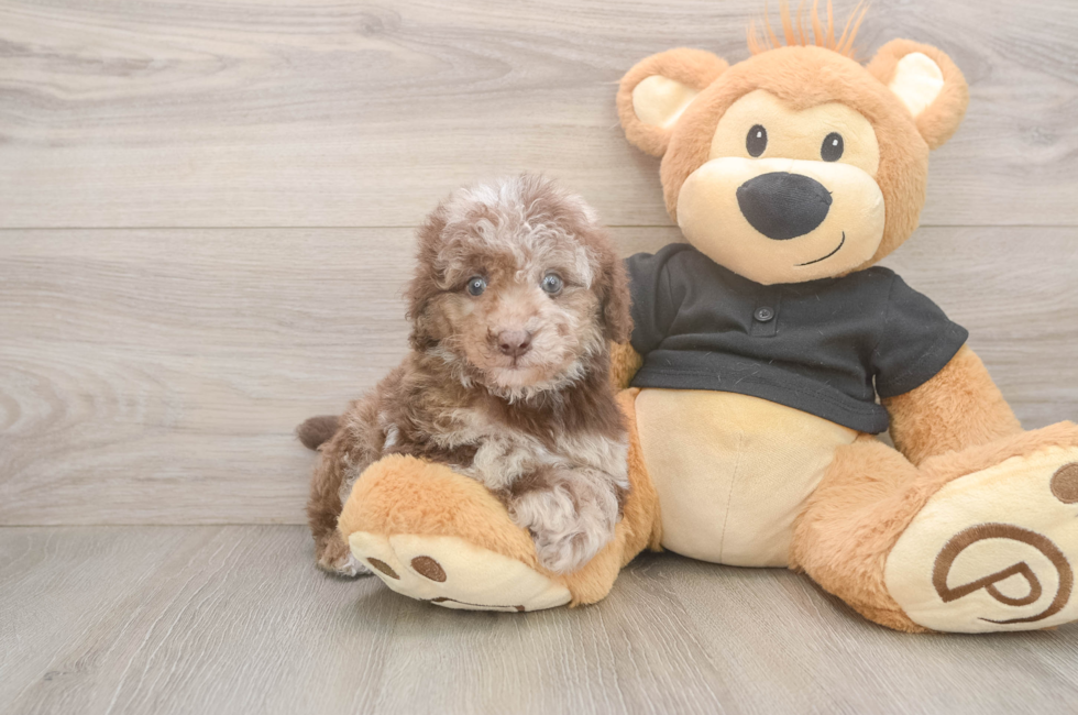 7 week old Poodle Puppy For Sale - Puppy Love PR