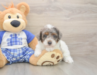 8 week old Poodle Puppy For Sale - Puppy Love PR