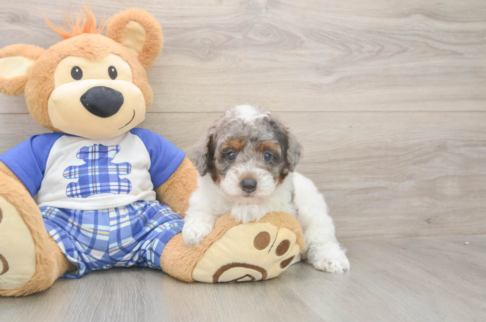 5 week old Poodle Puppy For Sale - Puppy Love PR