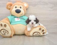 6 week old Poodle Puppy For Sale - Puppy Love PR